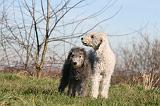 BEDLINGTON TERRIER 105